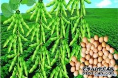 什么是大豆期货,一手大豆期货手续费多少钱?